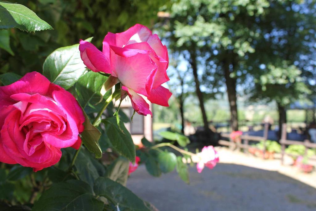 Agriturismo La Selva Villa Siena Exteriör bild